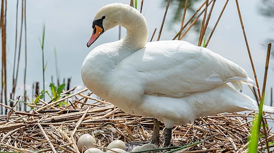 Schwan im Nest mit Eiern Schwan im Nest mit Eiern