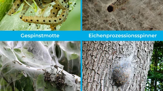 Gespinnstmotte und Eichenprozessionsspinner im Vergleich Gespinnstmotte und Eichenprozessionsspinner im Vergleich